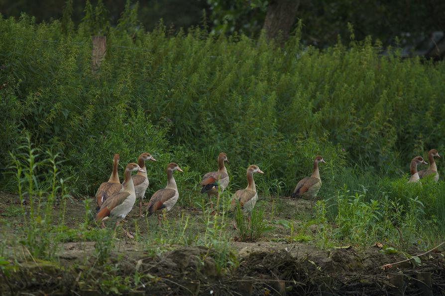 Nilgans-Familie an der Eider Nilgans-Familie an der Eider