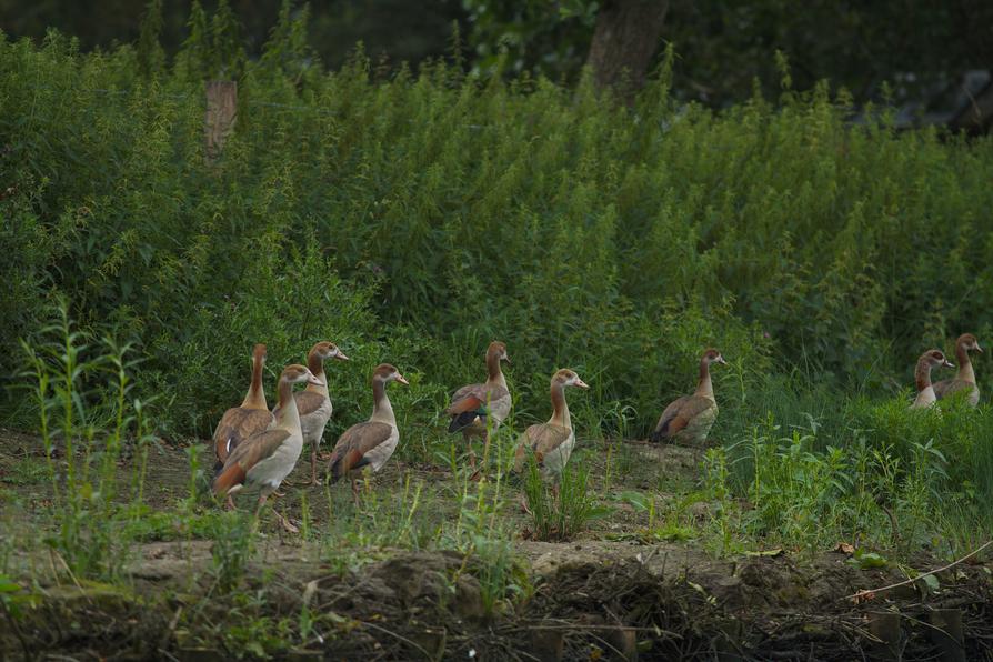 Nilgans-Familie an der Eider