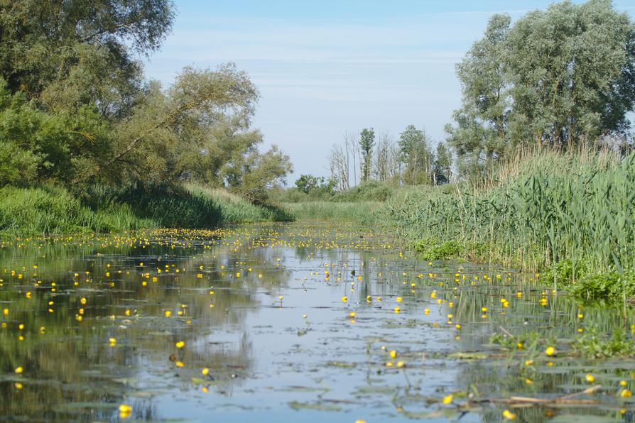 Teichrosen-Wasserlandschaft Teichrosen-Wasserlandschaft