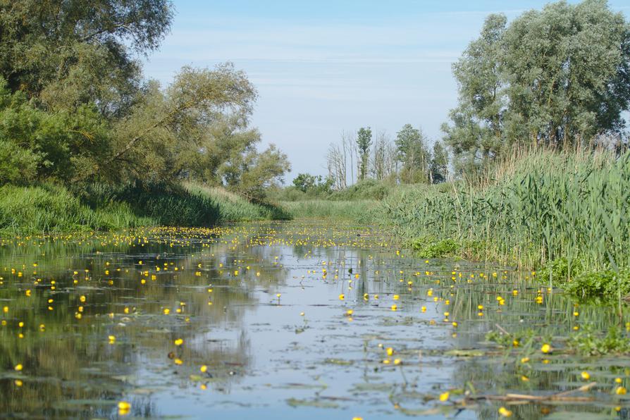 Teichrosen-Wasserlandschaft