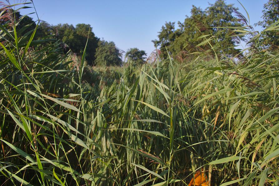 keine Wasserfläche auf dem Brüeler Bach