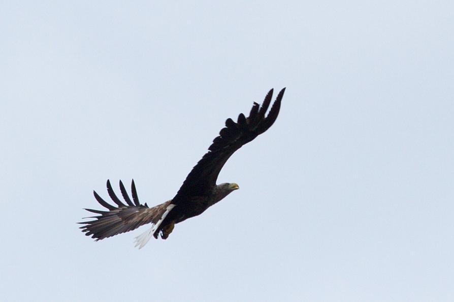 Seeadler über dem Großen Plöner See