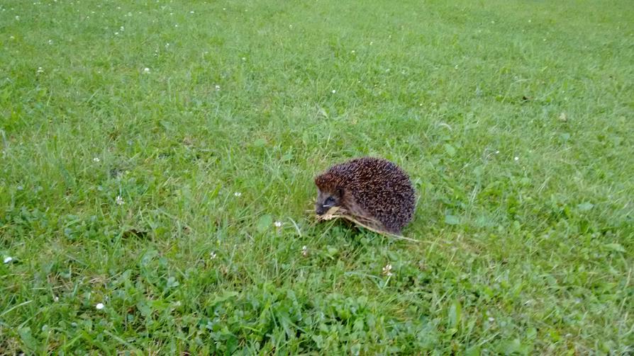 ein Igel an der Unteren Havel