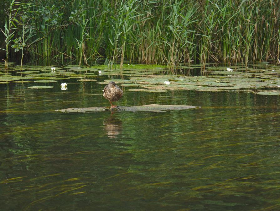 Stockente mit Seerosen Stockente mit Seerosen