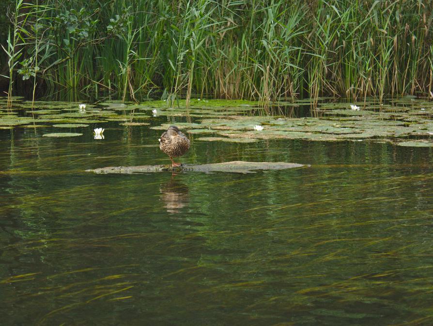 Stockente mit Seerosen