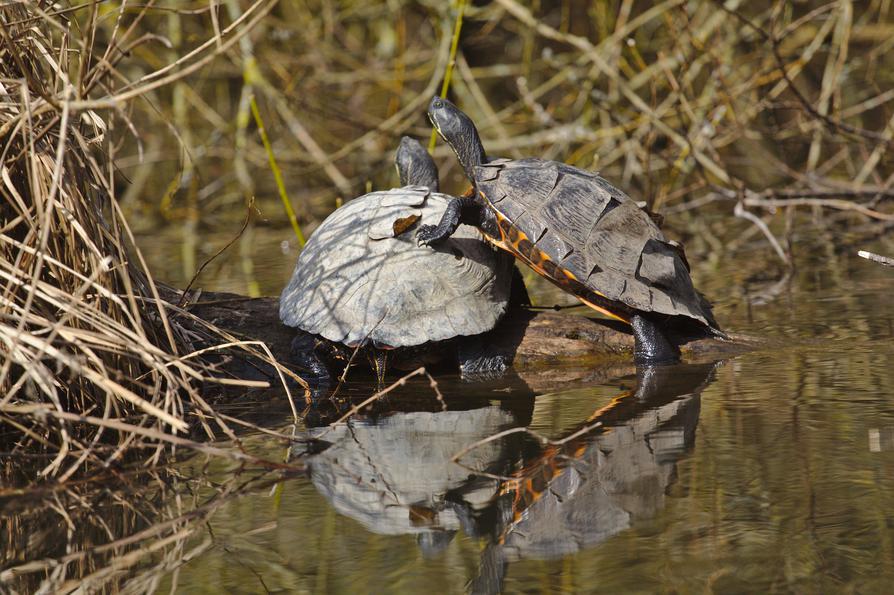 Schildkröten nehmen ein Sonnenbad