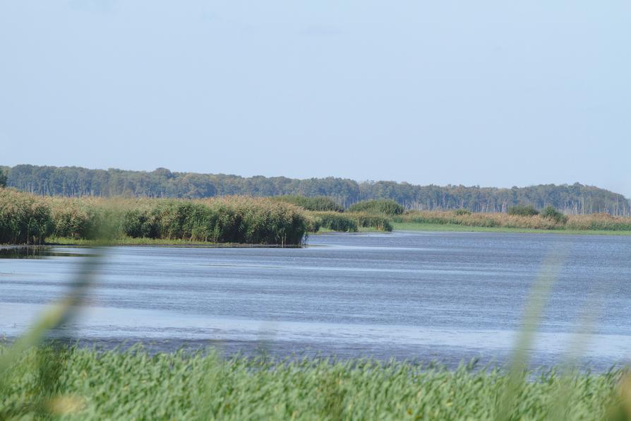 überflutete Polderwiesen an der Trebel