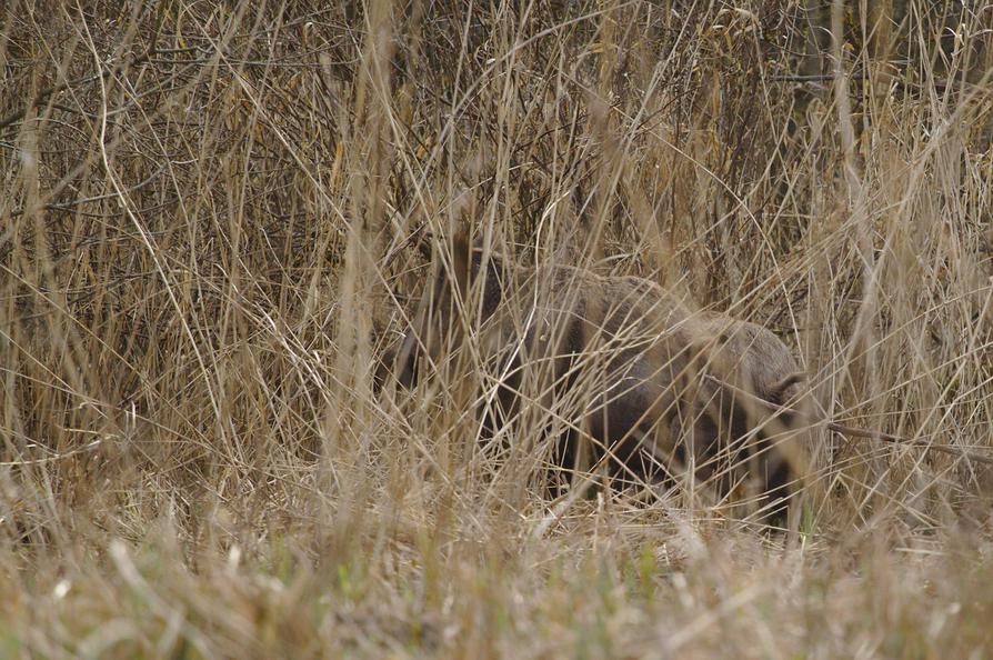 Wildschwein am Ufer der Schwentine