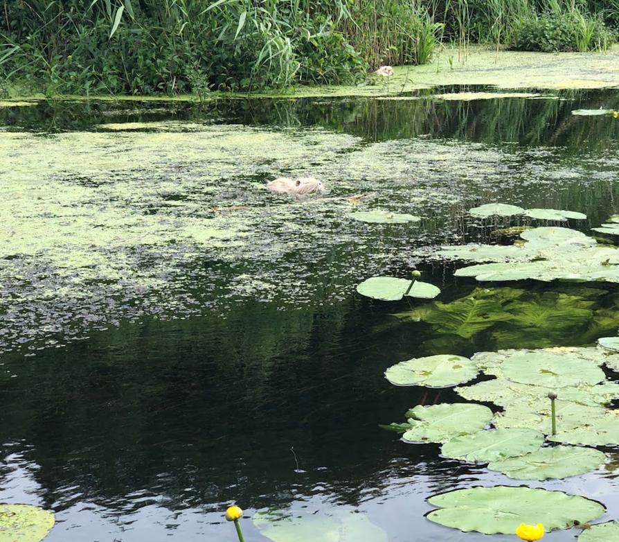 junge Nutria im Rosensee