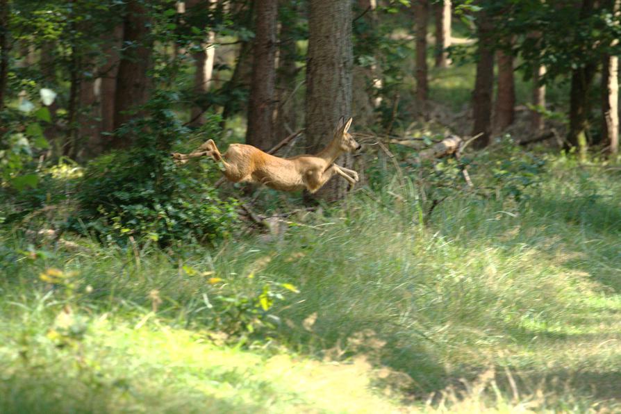 Rehe im Serrahner Urwald