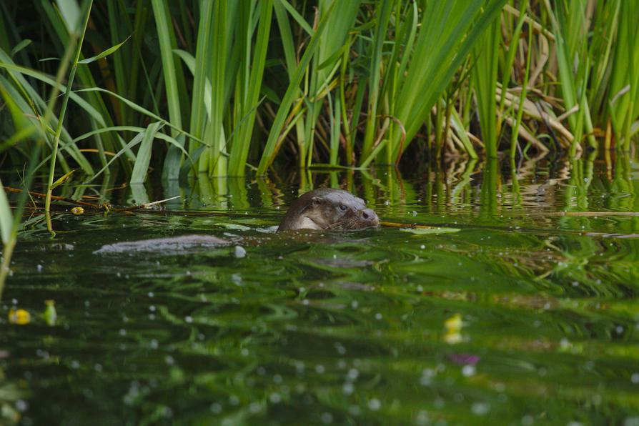 Fischotter, Foto: Alexander Clausen