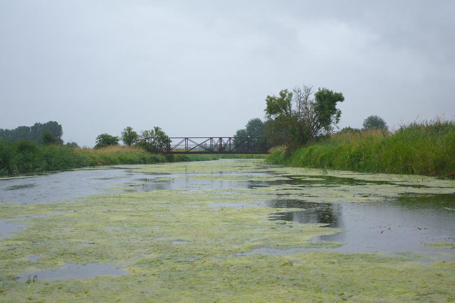 Algen auf dem Randkanal Algen auf dem Randkanal