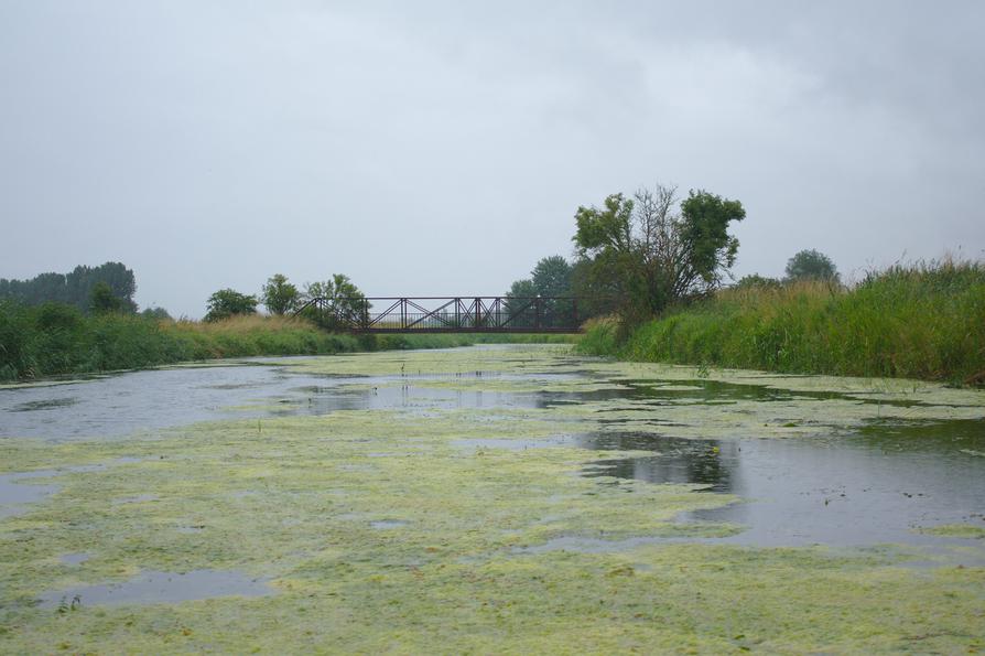 Algen auf dem Randkanal