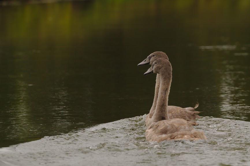 Jungschwäne auf der Trave