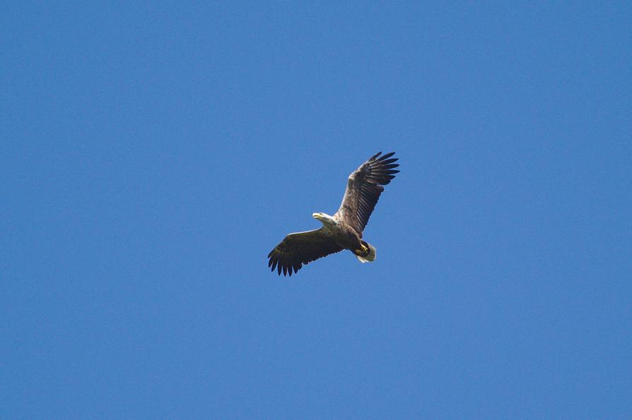 Seeadler an der Recknitz Seeadler an der Recknitz
