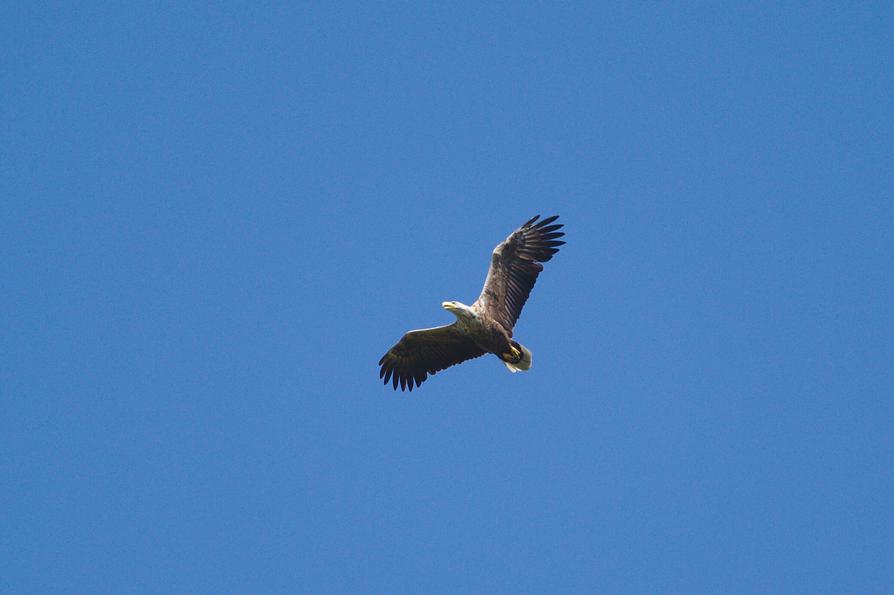 Seeadler an der Recknitz