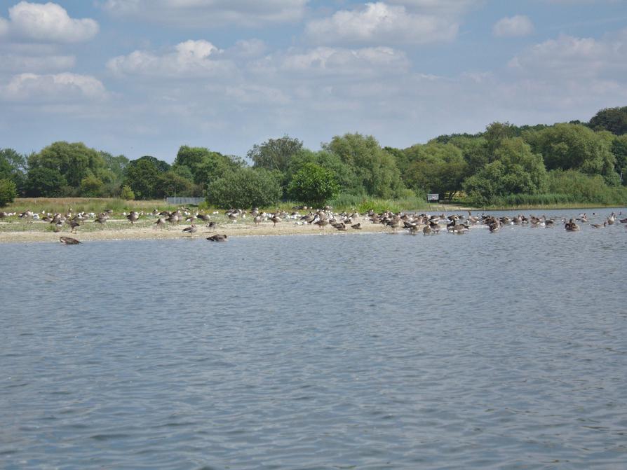 Wasservögel in der Schellhorner Bucht am Lanker See