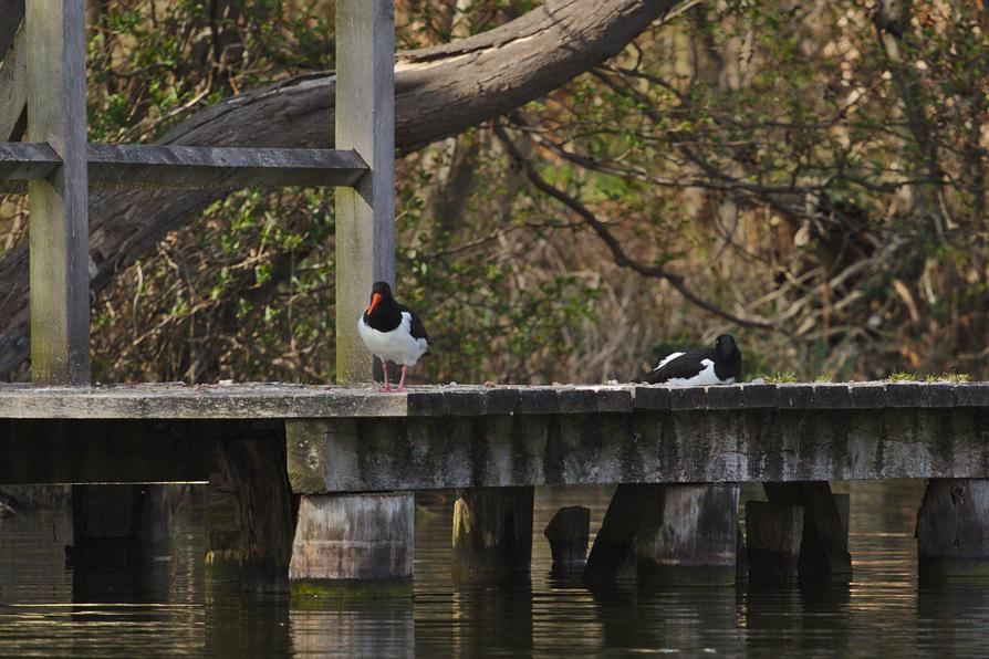 Austernfischer am Behler See bei Timmdorf