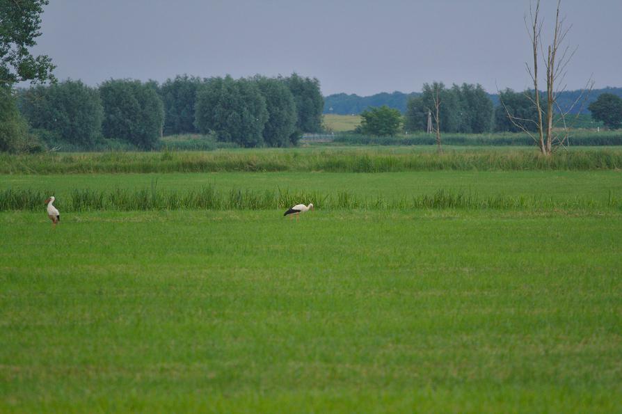 Weißstörche in Nehringen