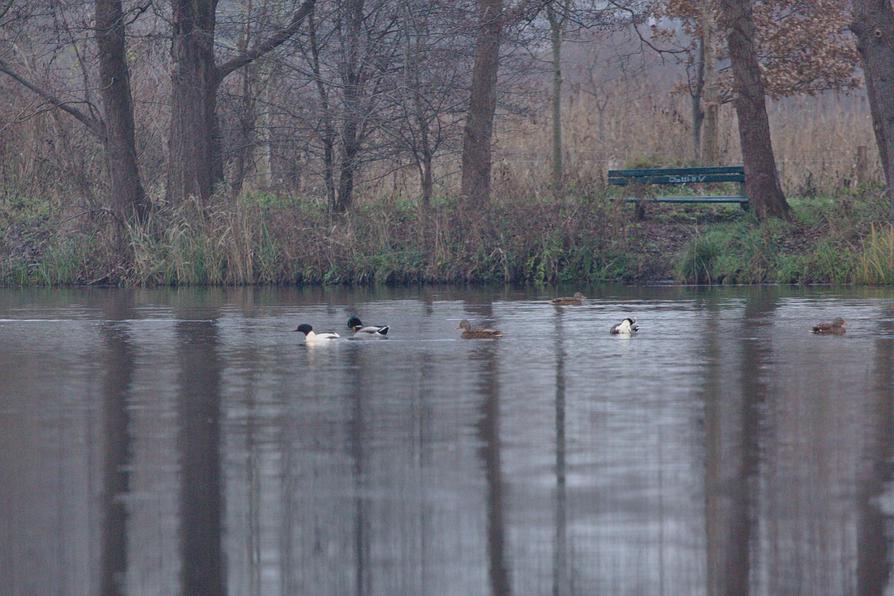 Gänsesäger auf der Eider