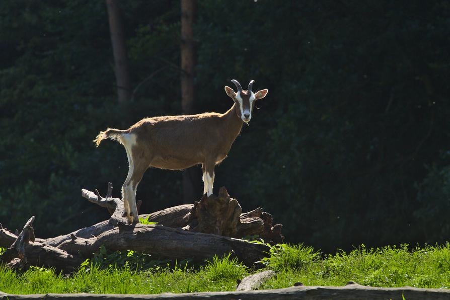 Ziege am Ufer der Havel