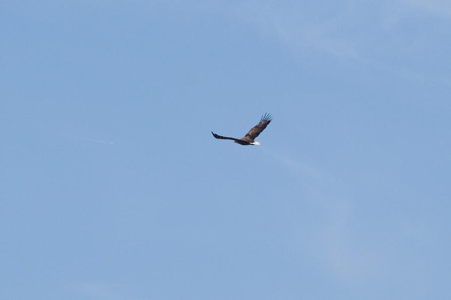 Seeadler über dem Großen Plöner See