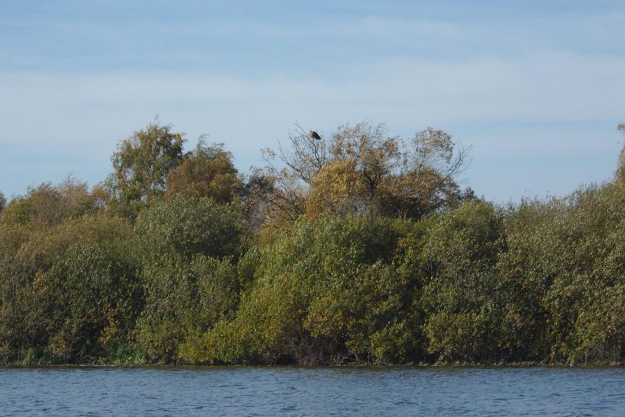 Seeadler am Lanker See