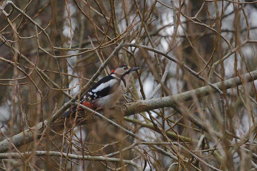 Buntspecht an der Eider