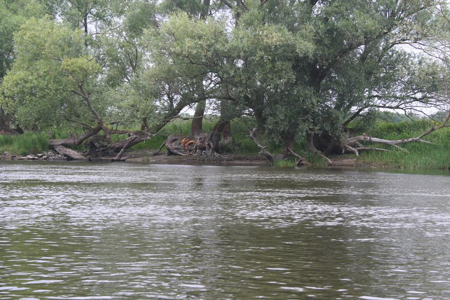 auf der Unteren Havel nahe Jederitz