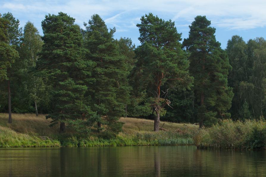 Kiefern in der Schorfheide