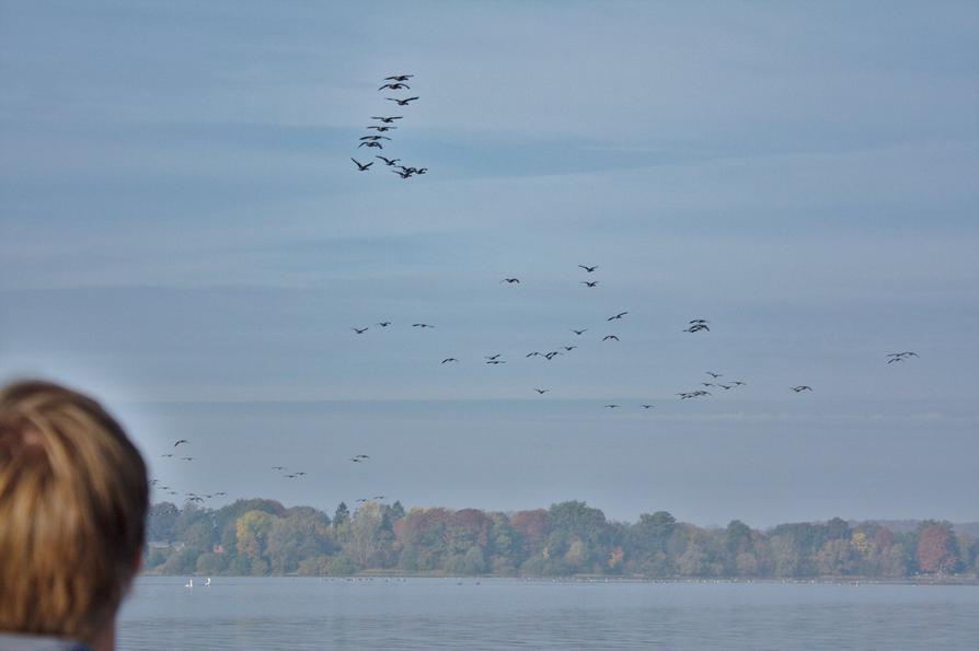 viele Gänse auf dem Kleinen Plöner See