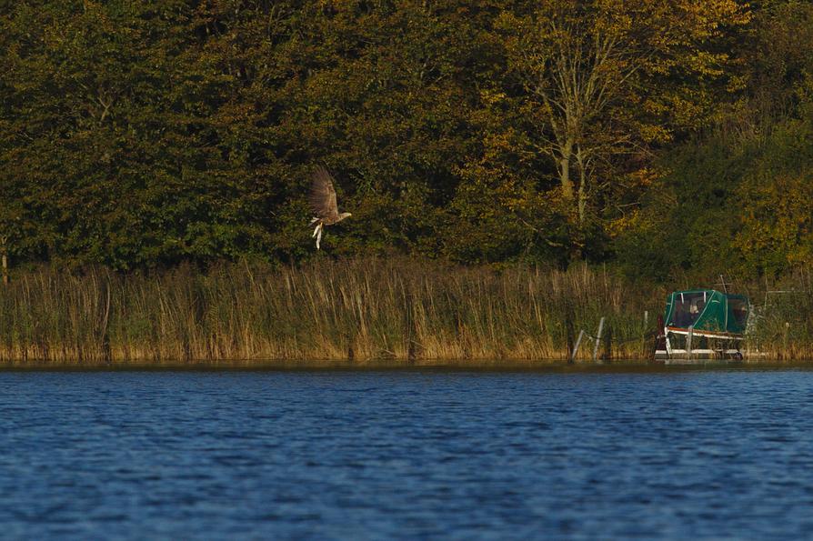 Seeadler mit Aal