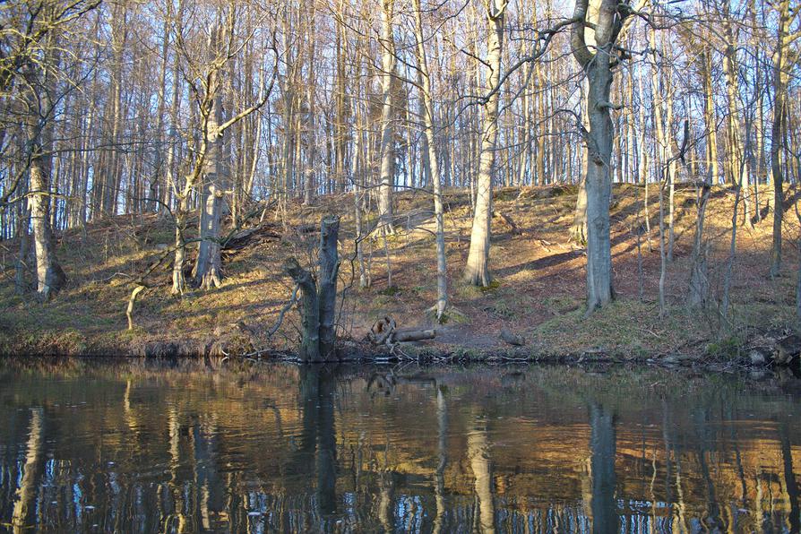 Wald bei Oppendorf