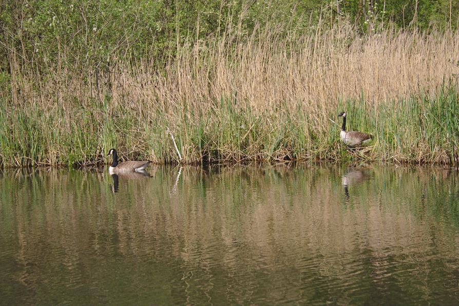 Canadagänse bei Oppendorf Canadagänse bei Oppendorf