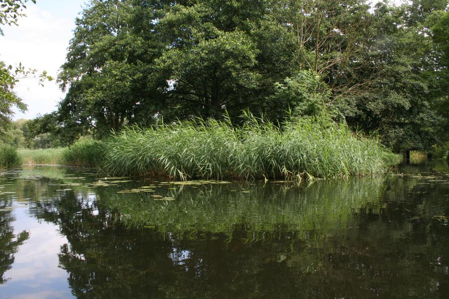 Alte Oder Genschmarer See