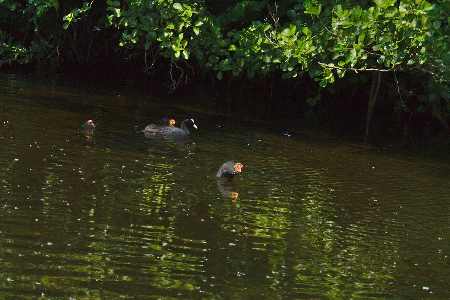 junge Blässhühner auf dem Eider-Ring-Kanal junge Blässhühner auf dem Eider-Ring-Kanal