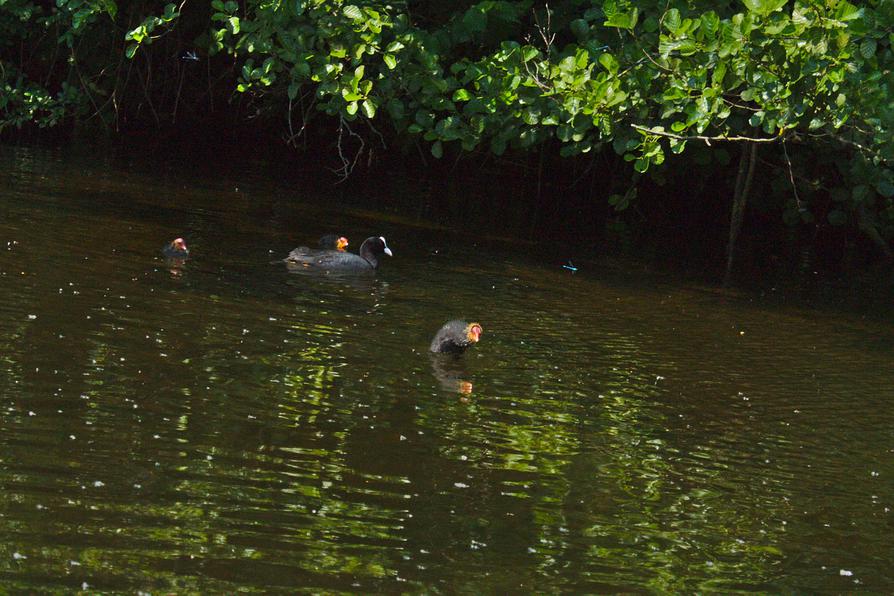 junge Blässhühner auf dem Eider-Ring-Kanal