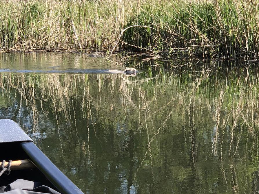 Ein Nutria kommt uns entgegen