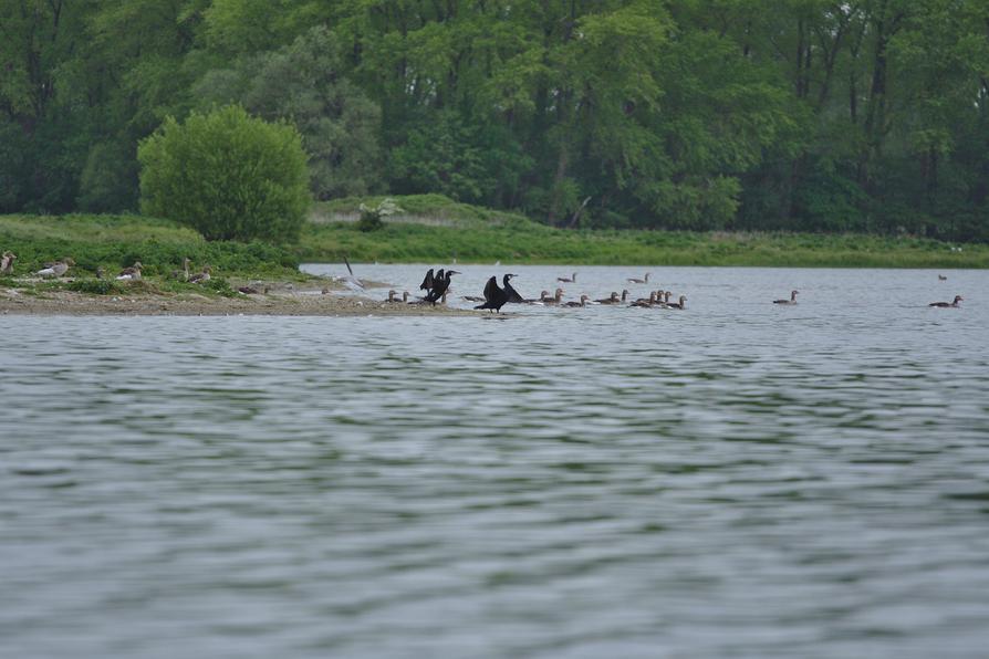 Kormorane, Kanada-  und Graugänse am Bischofswerder