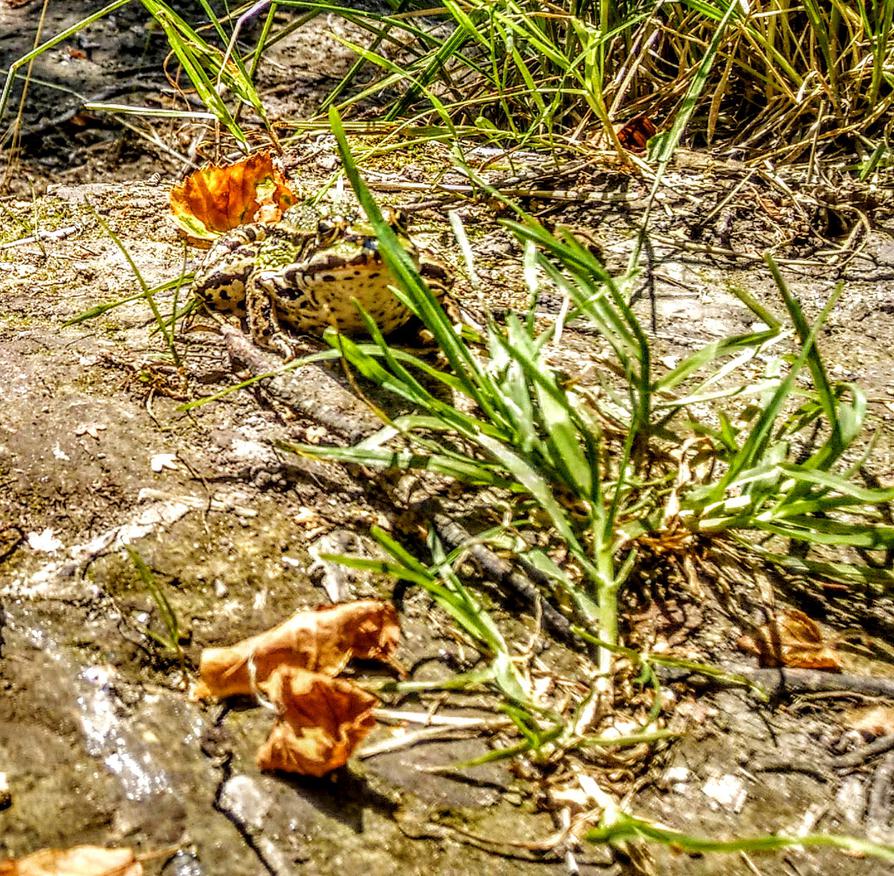 Wasserfrosch am Pausenplatz