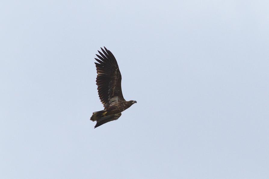 Seeadler im Trebeltal