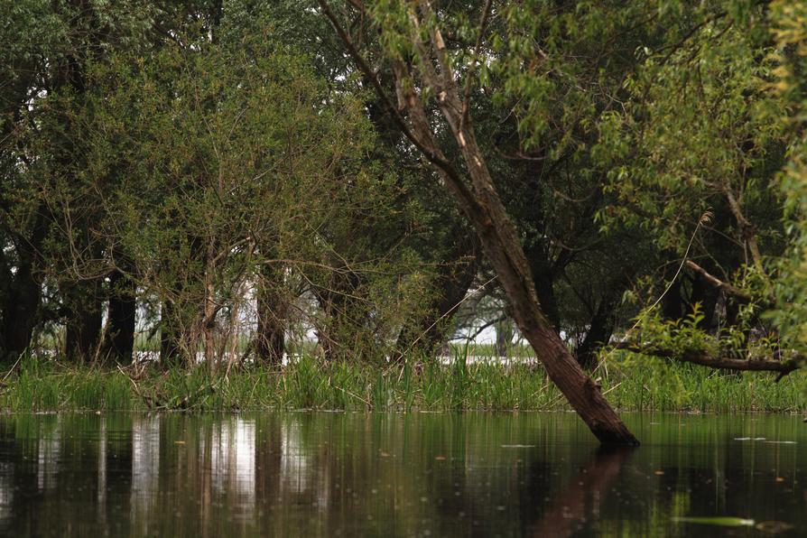 Trübengraben nahe Havel