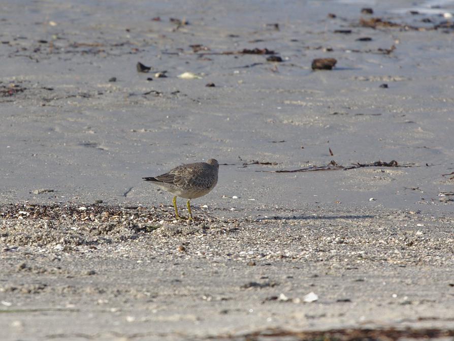 Meerstrandläufer