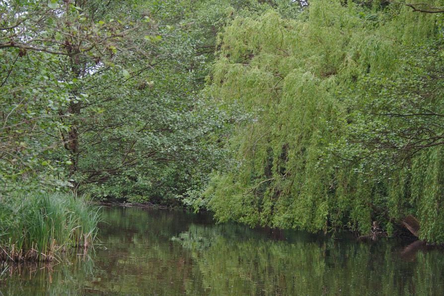 Trauerweide an der Eider