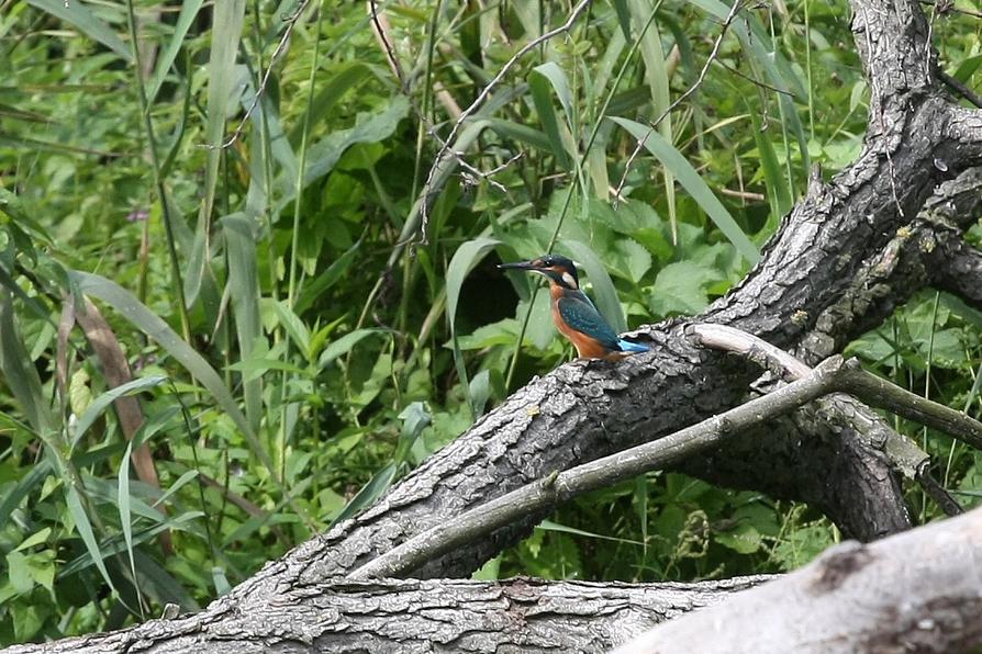 Eisvogel, Foto: Alexander Clausen