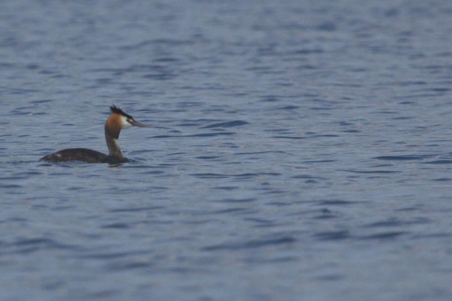 ein Haubentaucher auf dem Kleinen Plöner See ein Haubentaucher auf dem Kleinen Plöner See