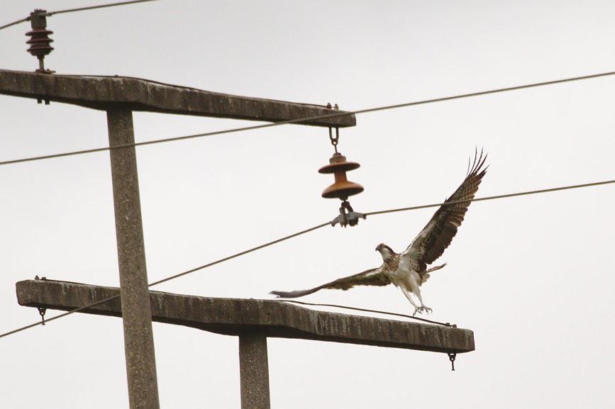 Fischadler auf Strommast, Foto v. Alexander Clausen