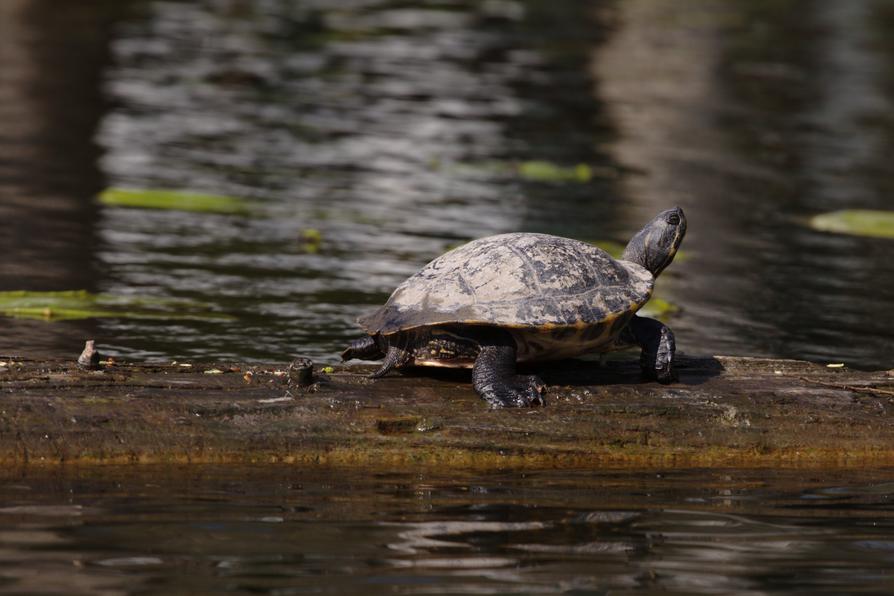 Schildkröte in Kiel