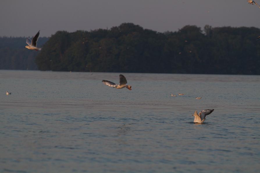 Großer Plöner See bei Sonnenaufgang Großer Plöner See bei Sonnenaufgang