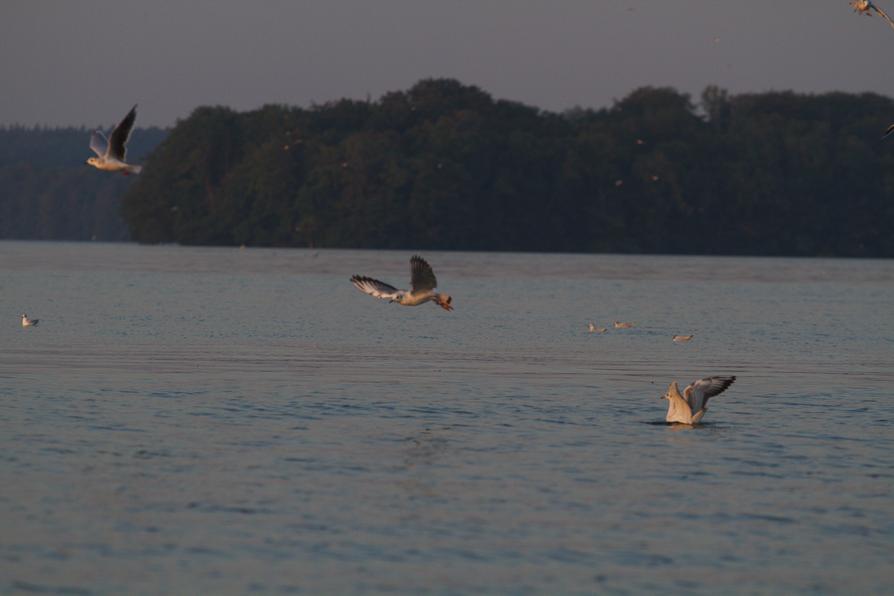 Großer Plöner See bei Sonnenaufgang